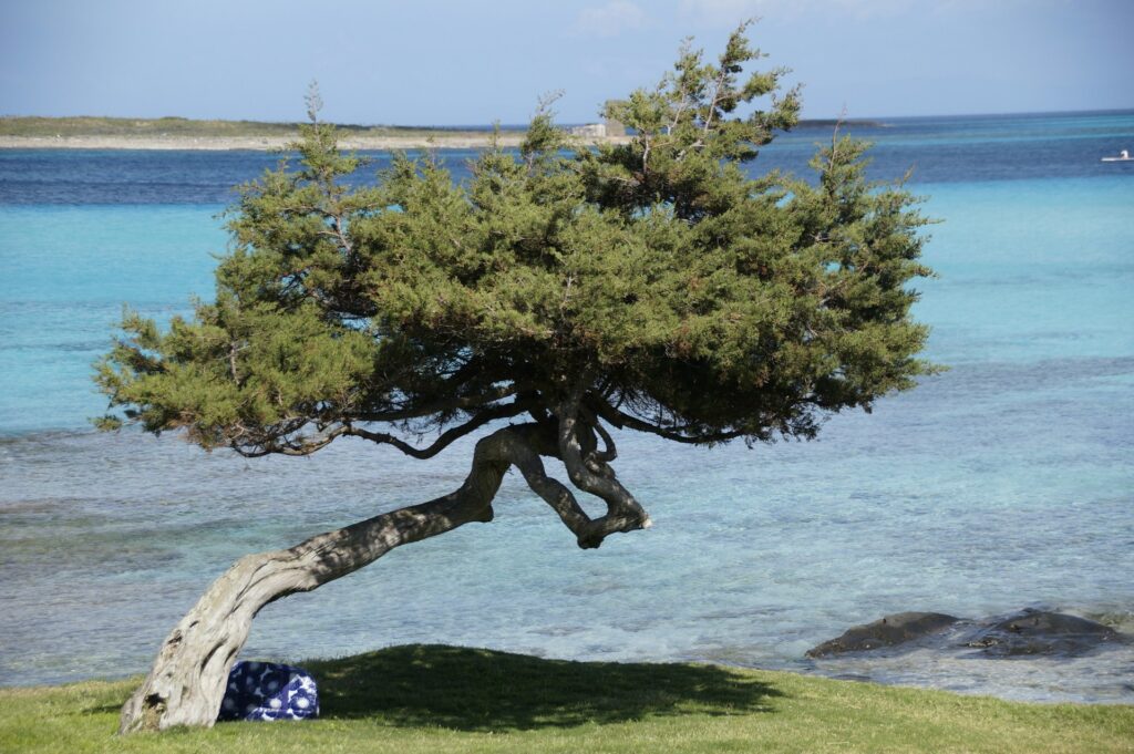 macchia mediterranea a Stintino