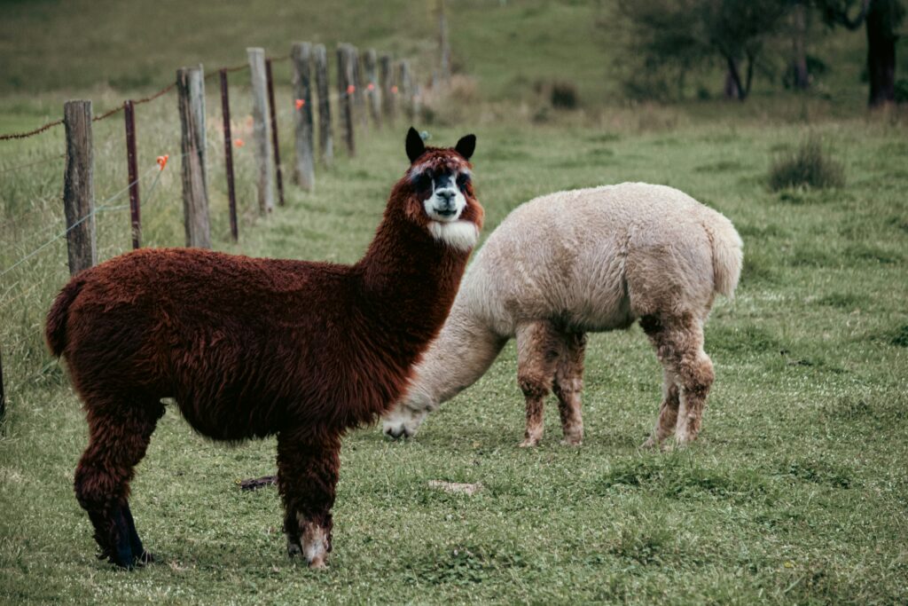 due-alpaca-in-un-prato-perugia-umbria