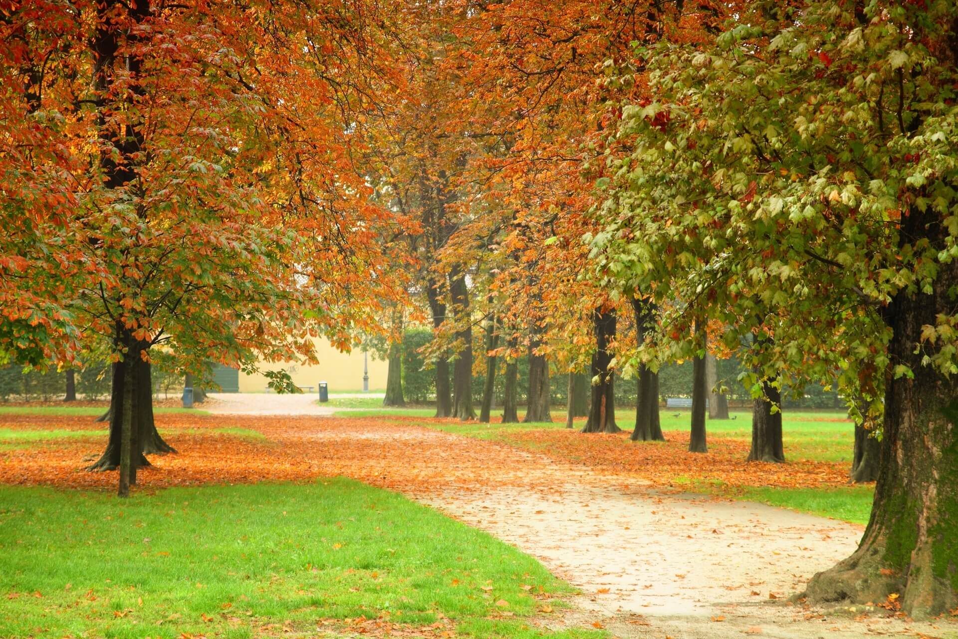 Sentiero tra alberi con foglie rosse e arancioni in un parco a Parma