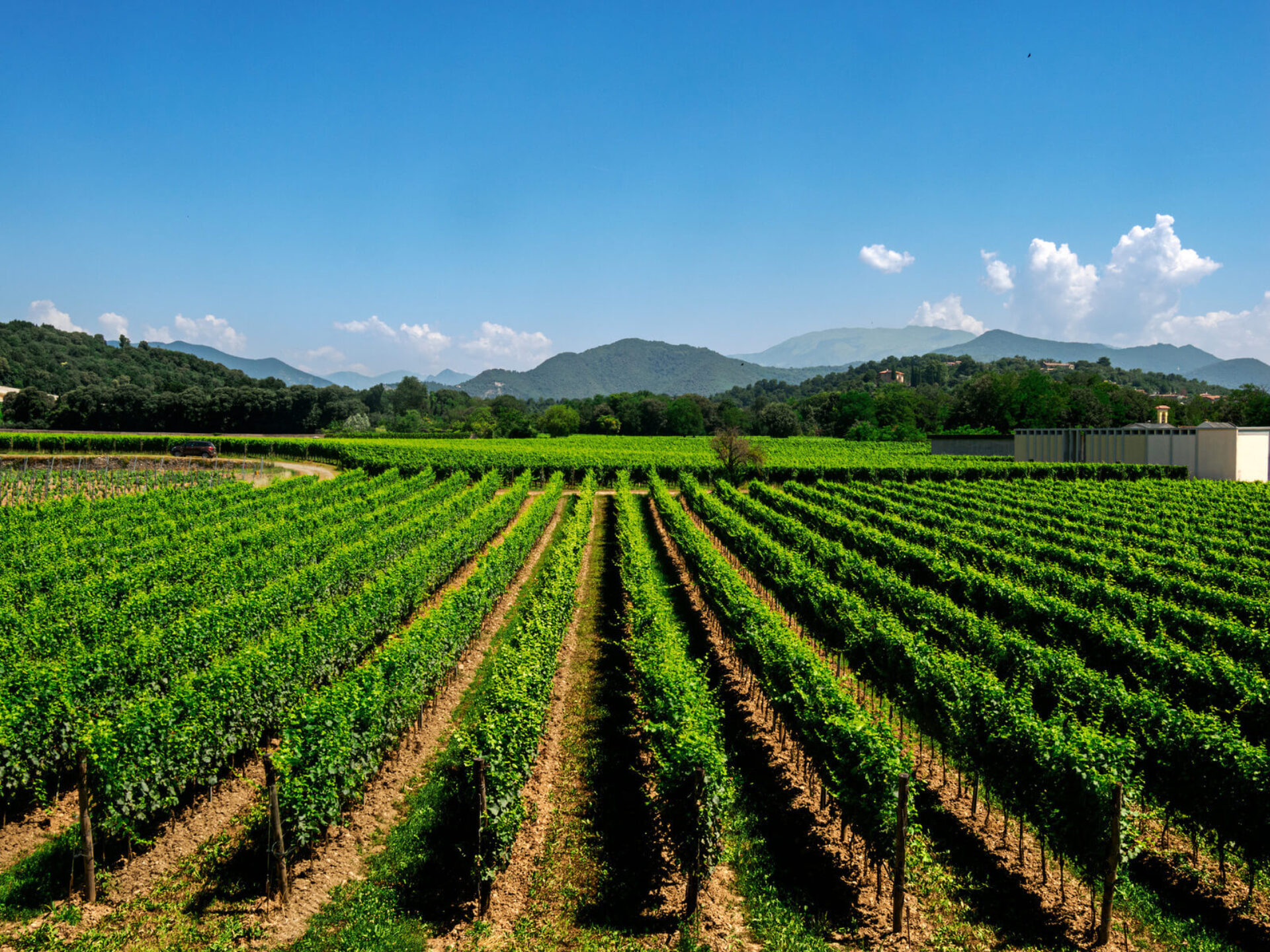 Vigneto con filari ordinati e colline verdi in Franciacorta sotto il cielo sereno