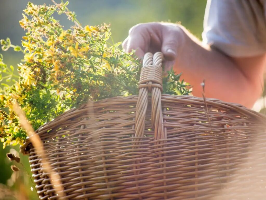 cestino-pieno-di-erbe-aromatiche-foraging