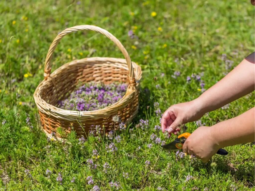 mani-che-recidono-erbe-aromatiche-e-le-mettono-in-un-cestino-foraging-umbria