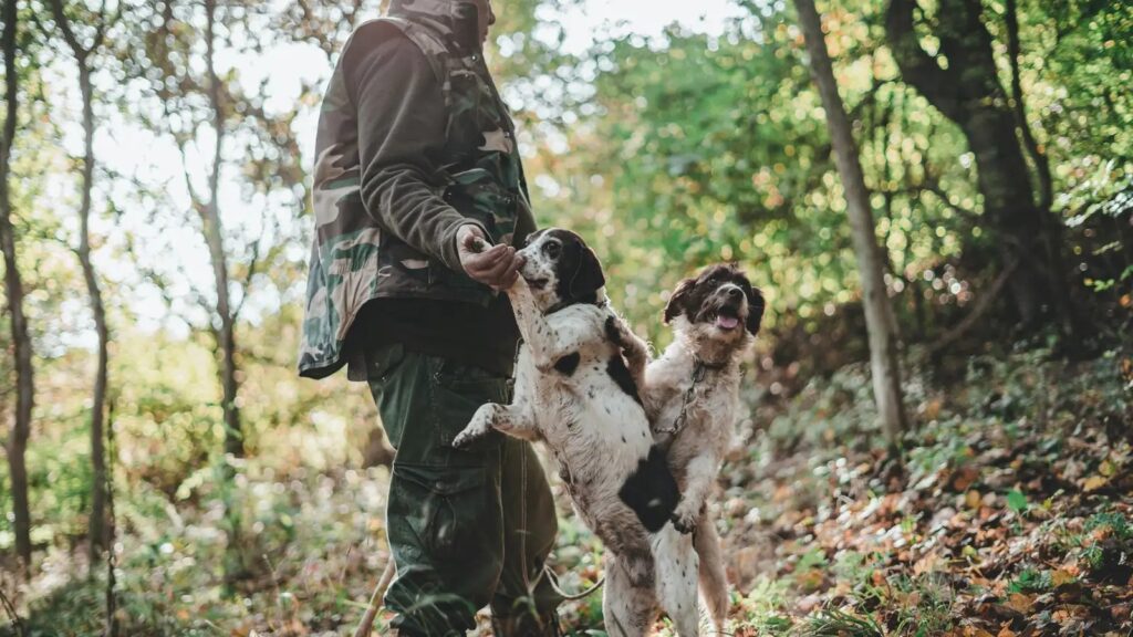 tartufaio con cani da tartufo