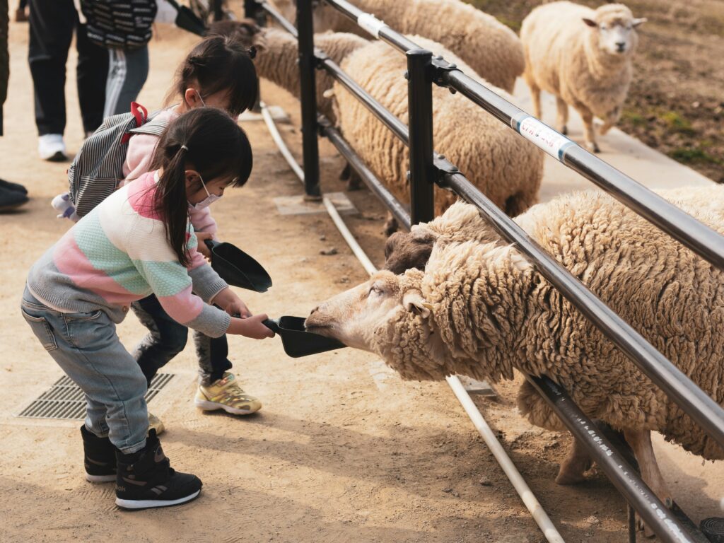 bambine-danno-da-mangiare-a-pecore-in-rifugio-per-animali
